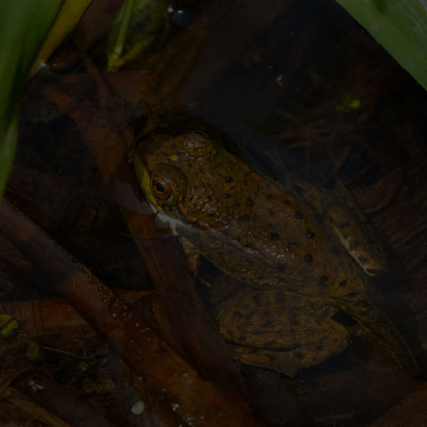 Green Frog