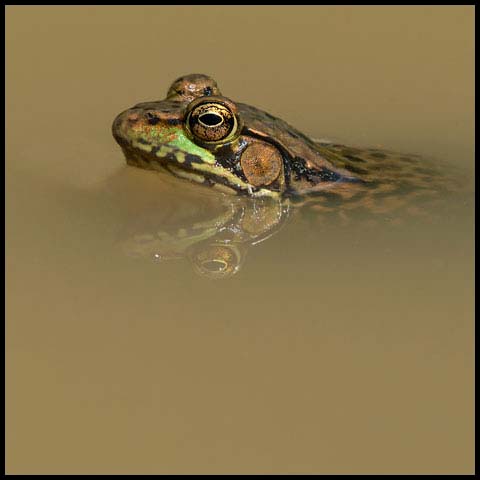 Green Frog