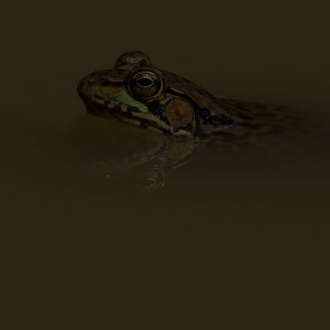 Green Frog