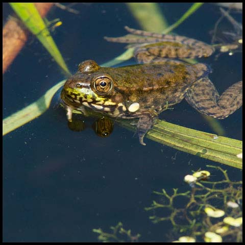 Green Frog