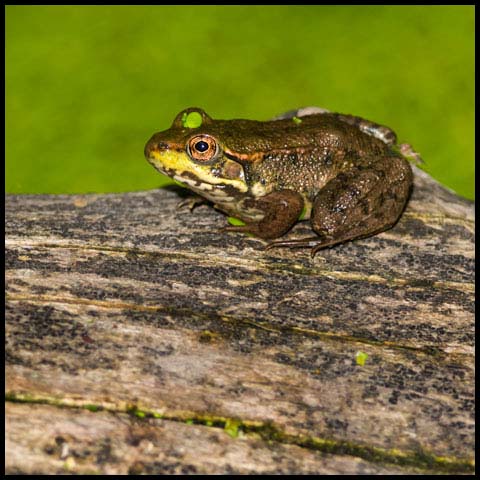 Green Frog