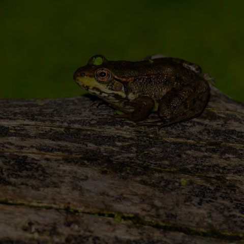 Green Frog