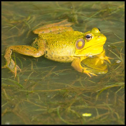 Green Frog