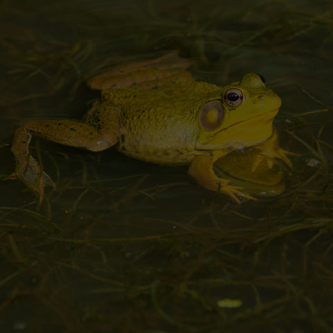 Green Frog