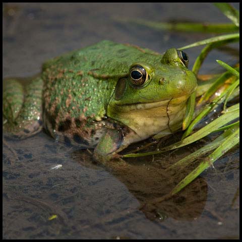 Green Frog