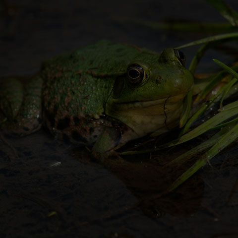 Green Frog