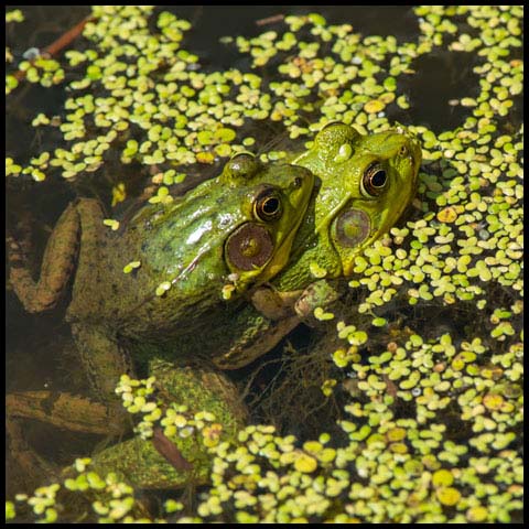 Green Frog