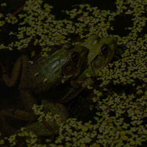 Green Frog