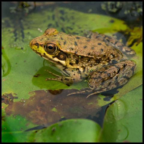 Green Frog