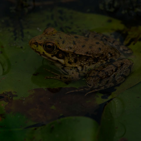 Green Frog