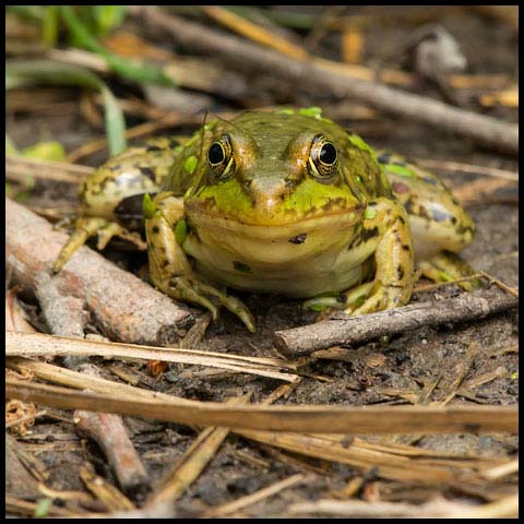 Green Frog