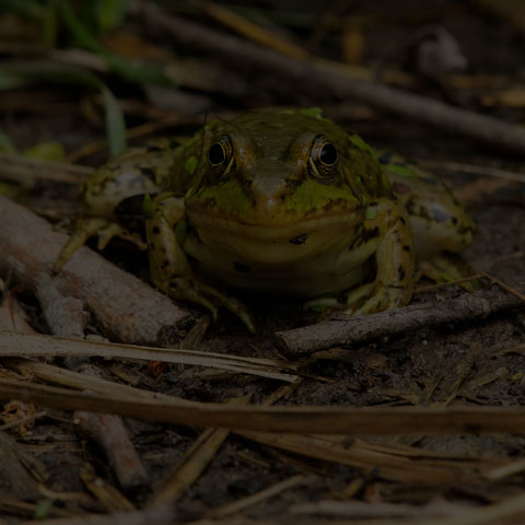 Green Frog