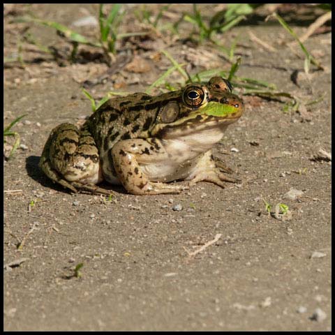 Green Frog