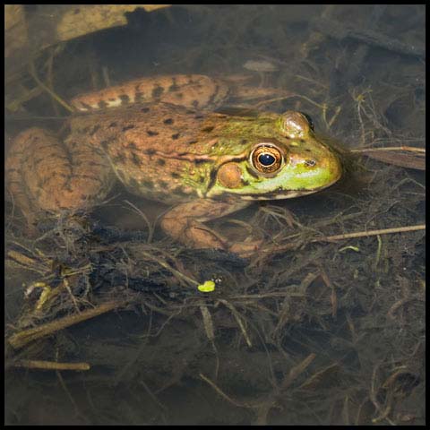 Green Frog