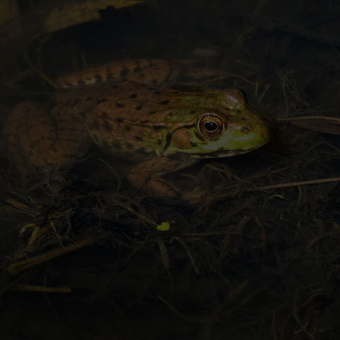 Green Frog