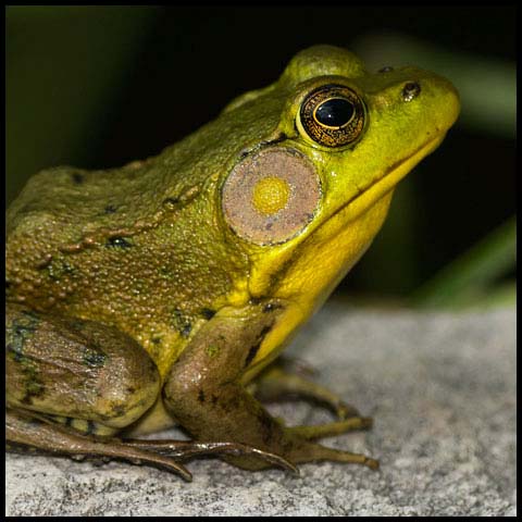 Green Frog