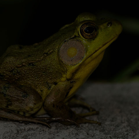 Green Frog