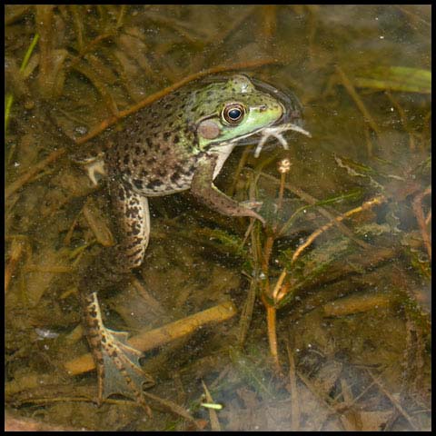 Green Frog