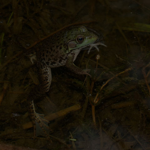 Green Frog