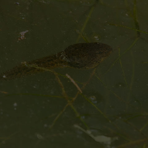 Green Frog