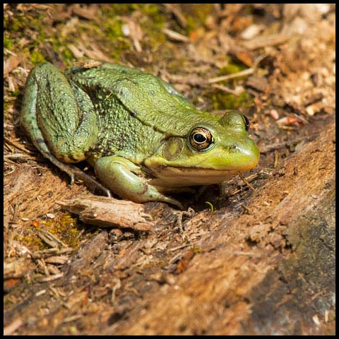 Green Frog