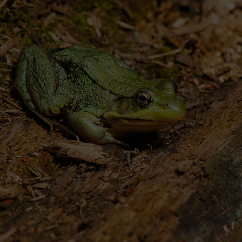 Green Frog