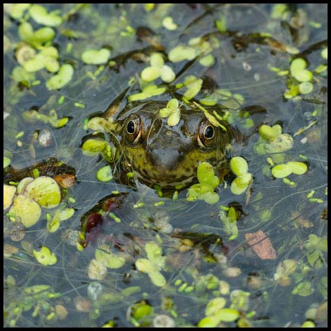 Green Frog