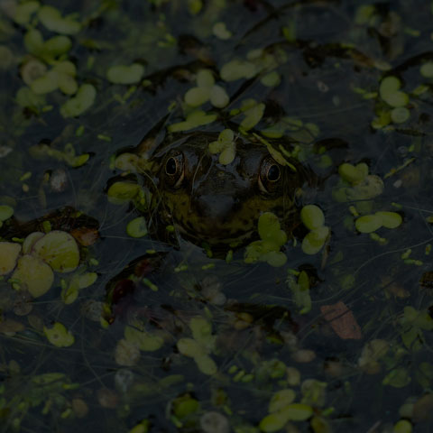 Green Frog