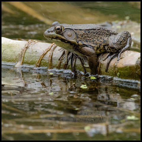 Green Frog