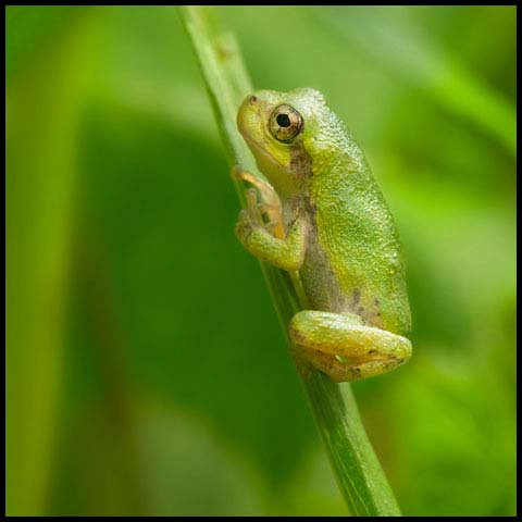 Grey Treefrog