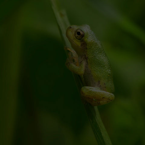 Grey Treefrog