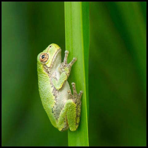 Grey Treefrog