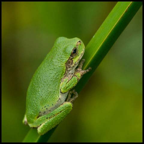 Grey Treefrog