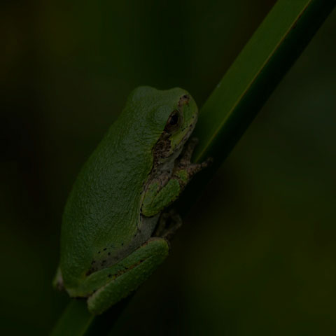 Grey Treefrog