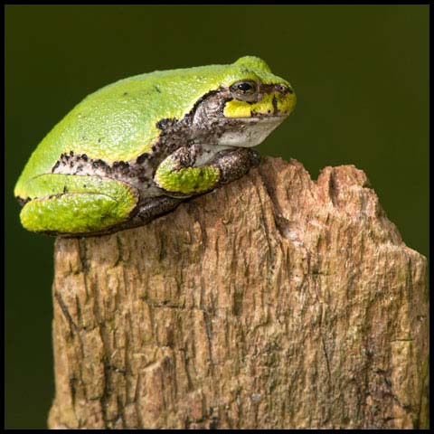 Grey Treefrog