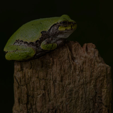 Grey Treefrog