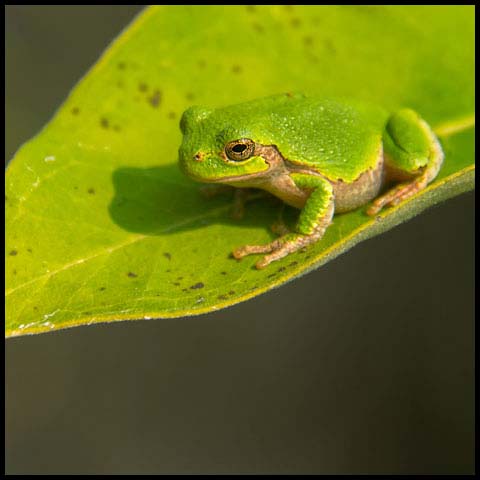 Grey Treefrog