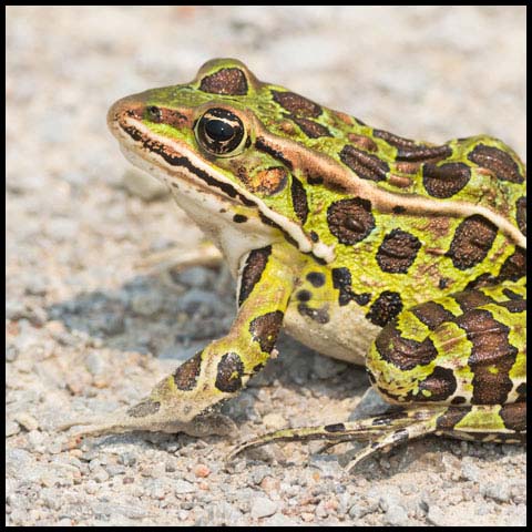 Northern Leopard Frog