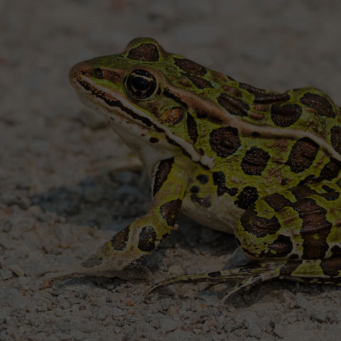 Northern Leopard Frog