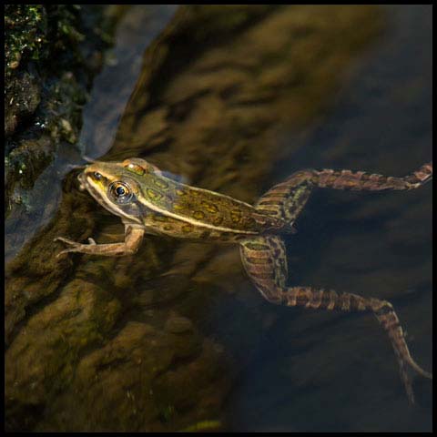 Northern Leopard Frog