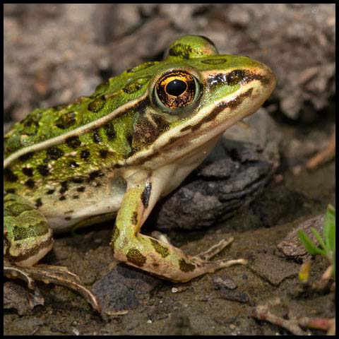 Northern Leopard Frog