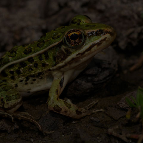 Northern Leopard Frog