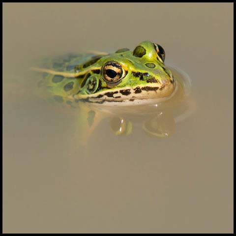 Northern Leopard Frog