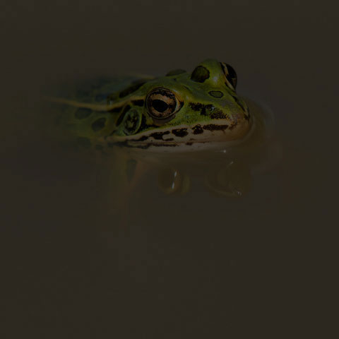 Northern Leopard Frog