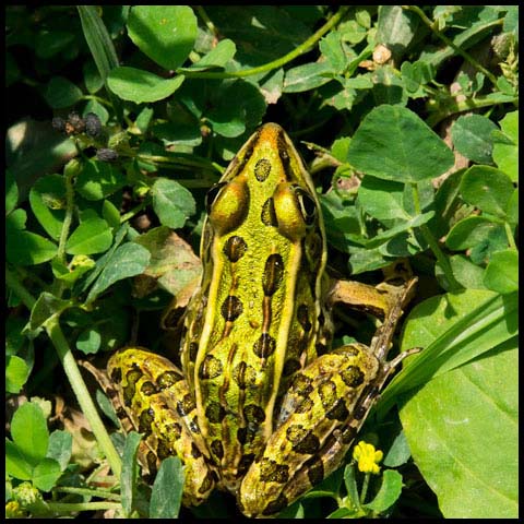 Northern Leopard Frog