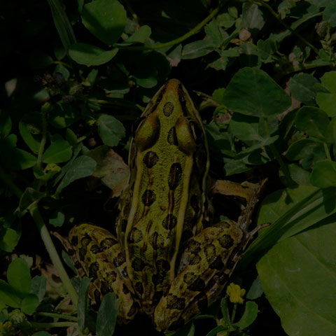 Northern Leopard Frog