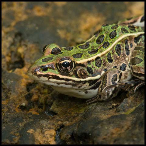 Northern Leopard Frog