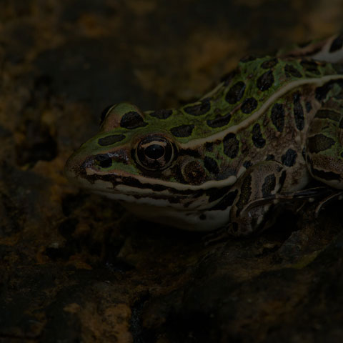 Northern Leopard Frog