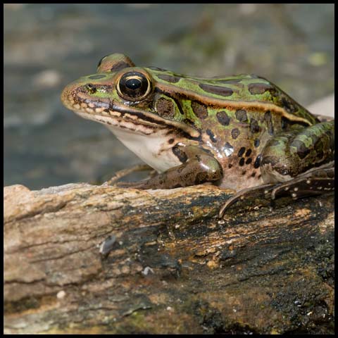 Northern Leopard Frog