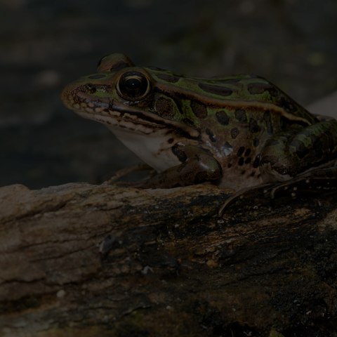 Northern Leopard Frog